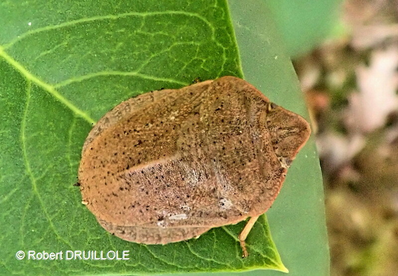 Pucerelles Insectes Punaises, pucerons, cigales...